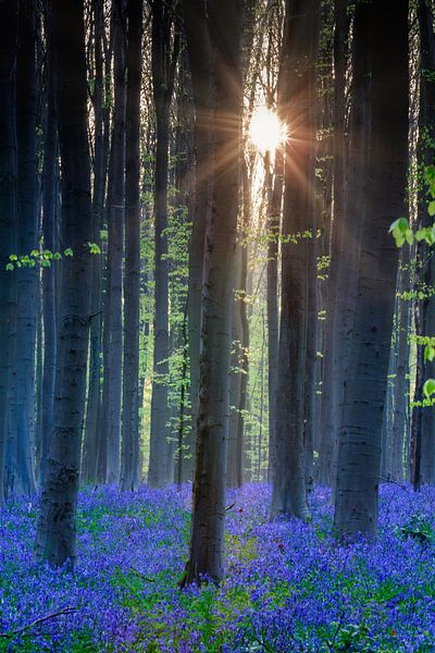 Frisches Grün und Lila im Haller Wald von Menno Schaefer