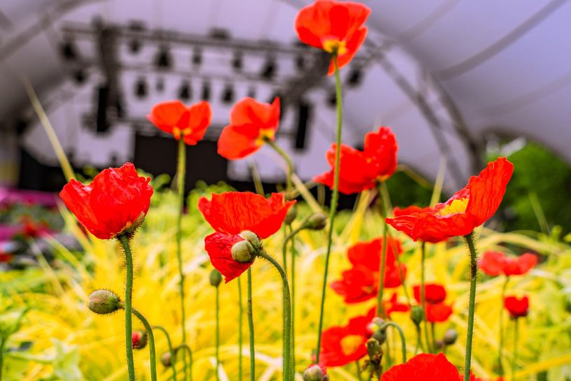 FLORA : COQUELICOT SIMPLE par Photoart-Naegele