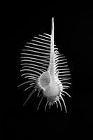 Minimalist black-and-white print of the seashell Murex pecten