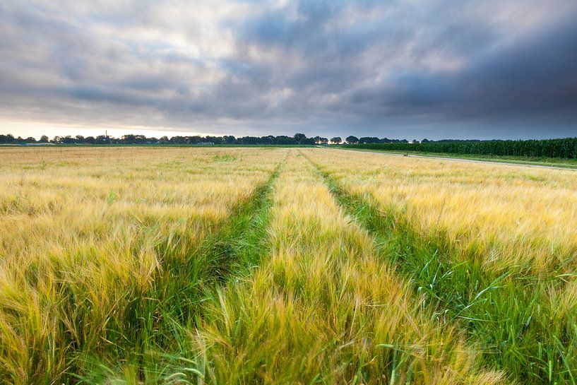 Ready for harvest by Ron Buist