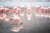 Grazing flamingos