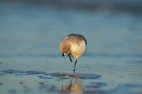 Sanderling
