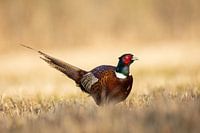 Pheasant in the field