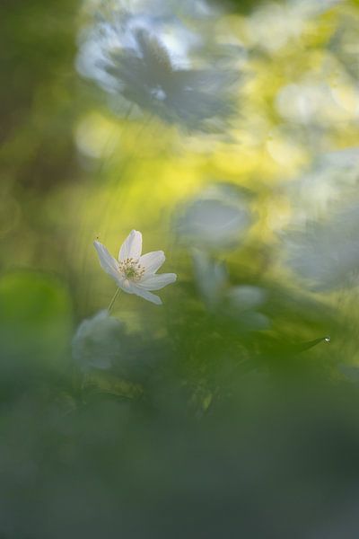 Anémone des bois : fleur de printemps enchanteresse par Moetwil en van Dijk - Fotografie