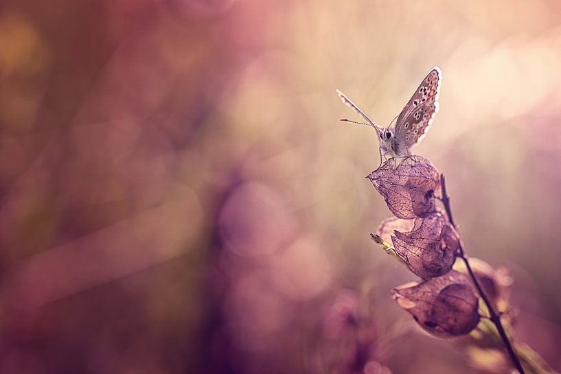 Hope von Bob Daalder