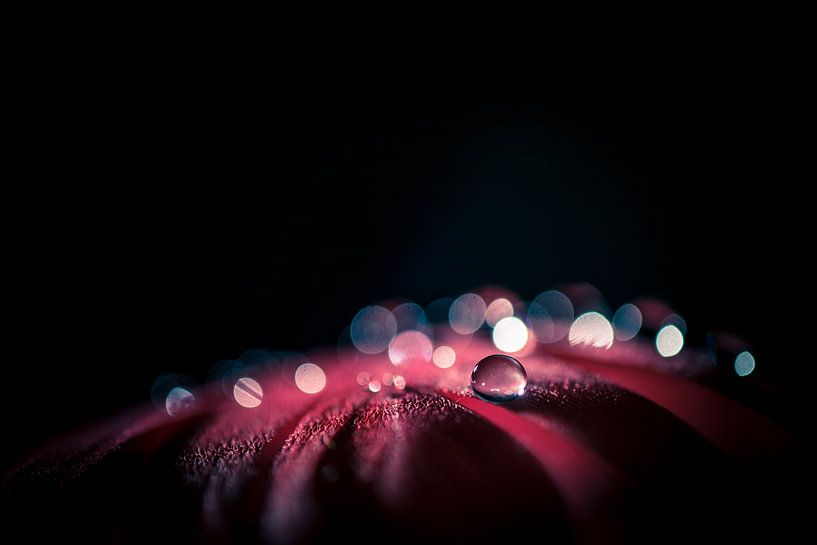 Water droplets on a flower petal by Bert Nijholt