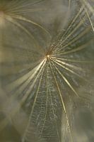 It's gold that shines on the wall