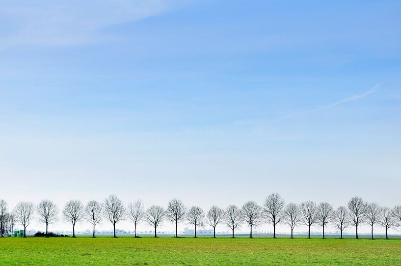 Row of trees in Groningen by Corinne Welp