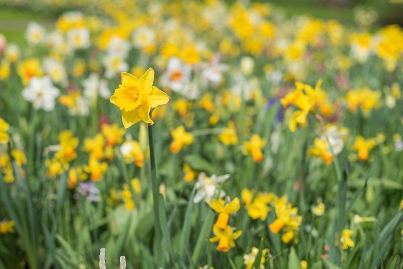 Narzisse auf dem Feld von Lisette van Gameren