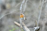 Robins on the lookout