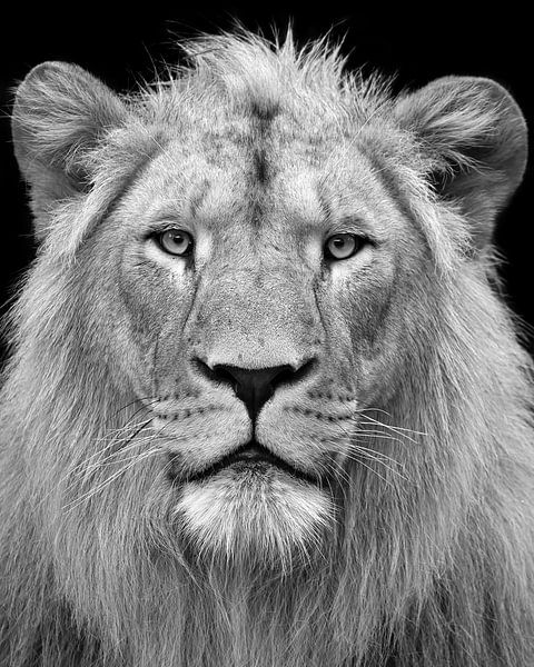 König der Löwen von Patrick van Bakkum