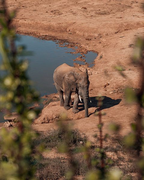 African elephant | Addo Elephant Park, South Africa by Ian Schepers