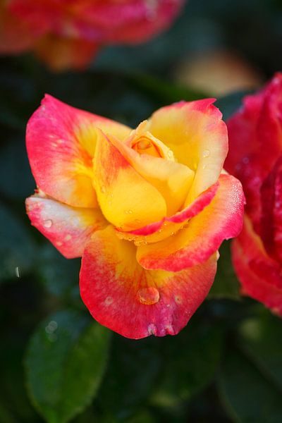 Edelrose rouge-orange par Torsten Krüger