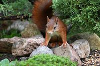 Écureuil prêt à partir....