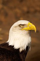 American Bald Eagle