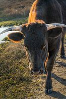 Portret van een stier