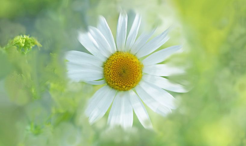 Fraîcheur céleste par Katarina Niksic