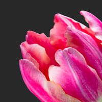 Detail van een fel roze tulp met donkere achtergrond