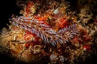 Limace de mer bleue, Kapalai, Malaisie