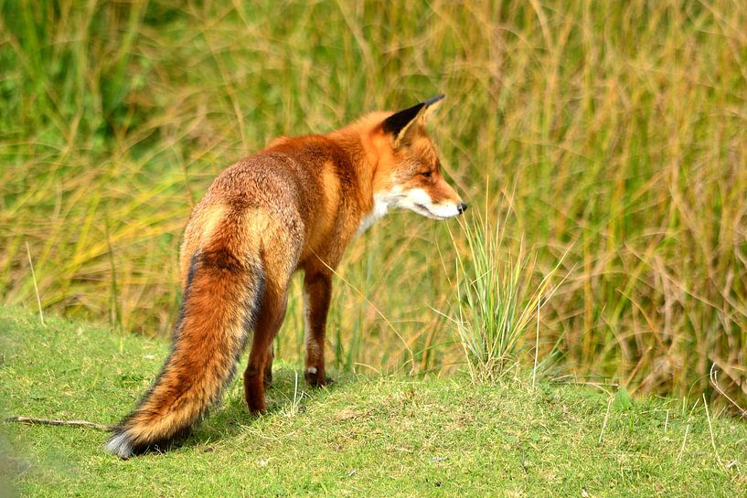 Vos par Arno-Jan Boere