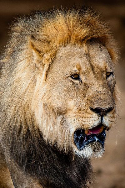 Lion by Rinke van Brenkelen