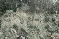 Kakteen in einem Nationalpark