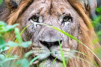 "Konzentrierter" Löwe