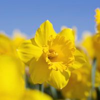 Schönheit einer Narzisse