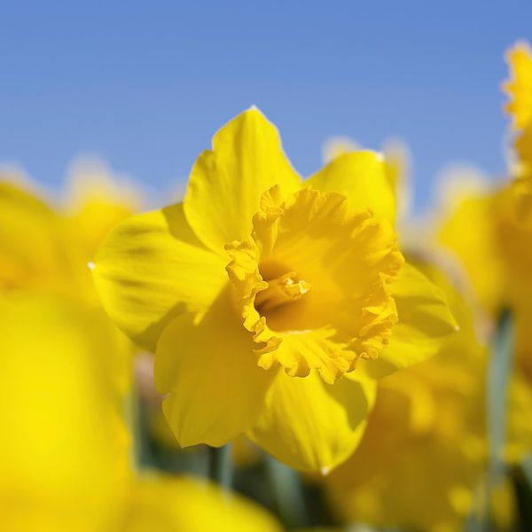 Beauty of a daffodil by WeVaFotografie