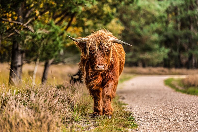 Schottischer Highlander über Forschung von Bas Fransen