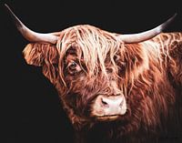 Schottisches Hochlandrind