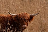 Scottish highlander among the reeds