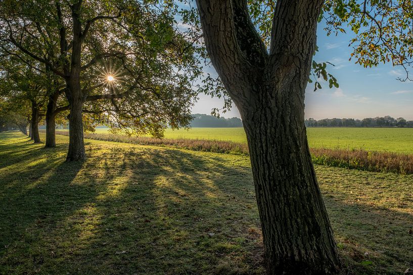 Zonnige herfst met bomen par Moetwil en van Dijk - Fotografie