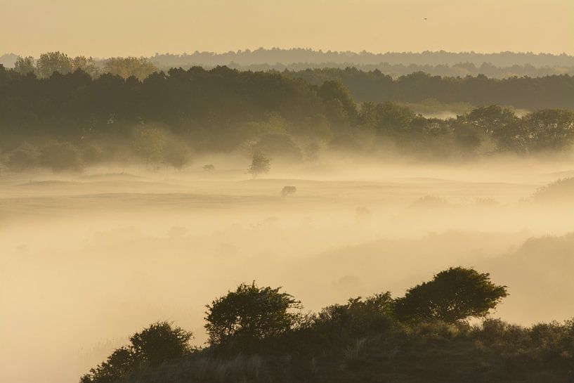 Foggy landscape in Amsterdam Water Supply Dunes by Remco Van Daalen