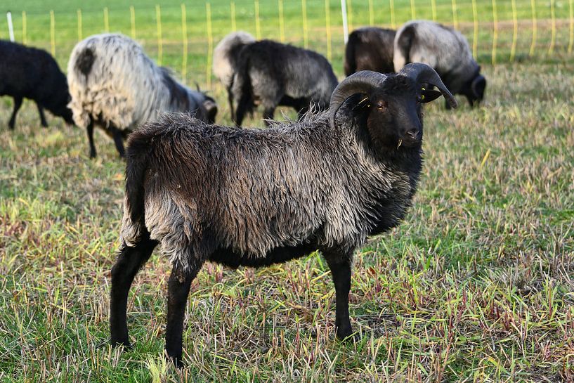 Heidschnucke von Gisela Scheffbuch