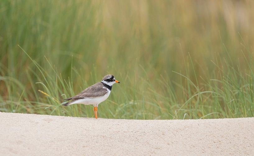 Pluvier à fourrure dans un paysage de dunes par Marcel Klootwijk