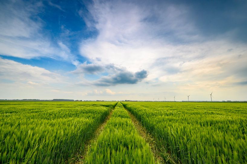 Épis de blé verts à la fin du printemps avec un ciel nuageux au-dessus. par Sjoerd van der Wal Photographie