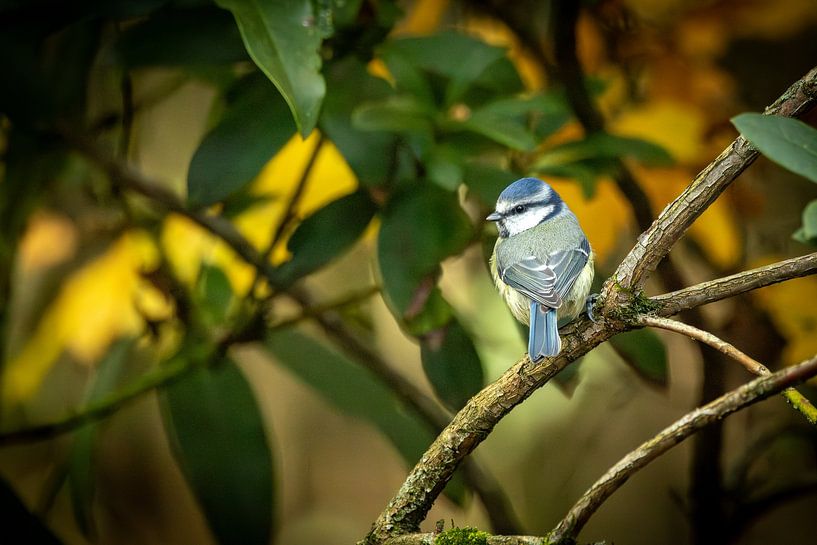 Blue tit by antonvanbeek.nl