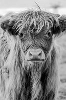 Young Scottish Highlander in black and white