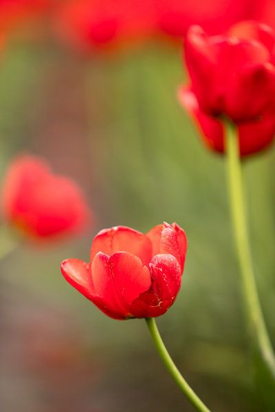 a photo of a red tulip | botanical design photo by Karijn | Fine art Natuur en Reis Fotografie