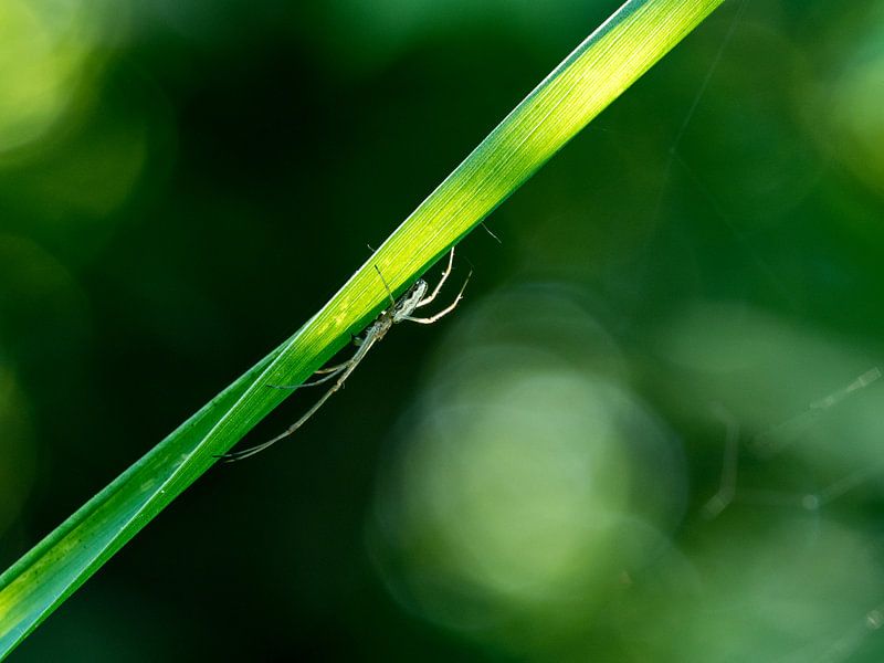 spin aan stengel by Raymond Schrave