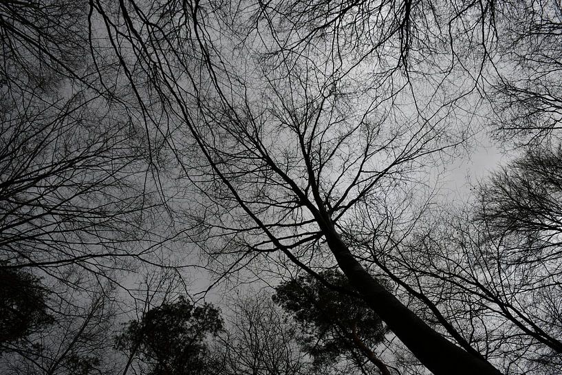 Tanzende Bohnen von Judith van Stroe