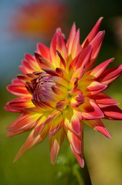 Dahlia zomerstijl by Yvonne van der Meij