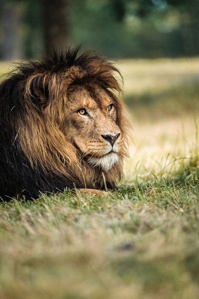 Leo par Design Wall Arts