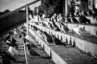 Tauben in der Sonne auf der Treppe