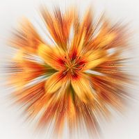 Floral splash red yellow lilies