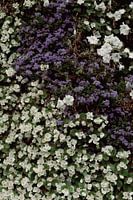 Collection of small white and purple flowers | Floral photography