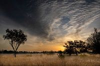 Safari sur la Malpie