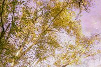 Birke in Herbstfarben