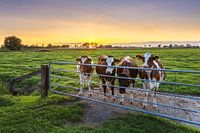 Curious cows, Marsum (Gr.)